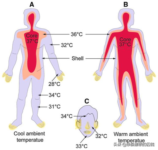 都说人体正常体温是37度,为什么每次测量都是36度多,正常吗?