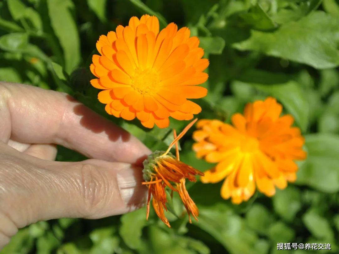 在家养几盆金盏花盆栽,花朵靓丽,还有很多意想不到的好处_植物