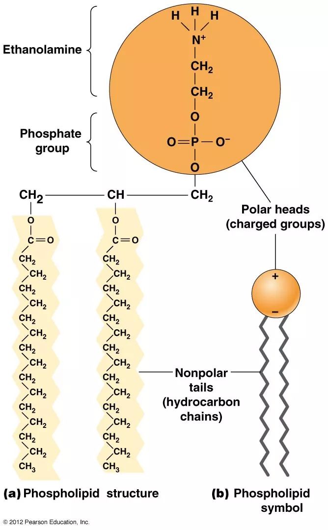 4.磷脂双分子层