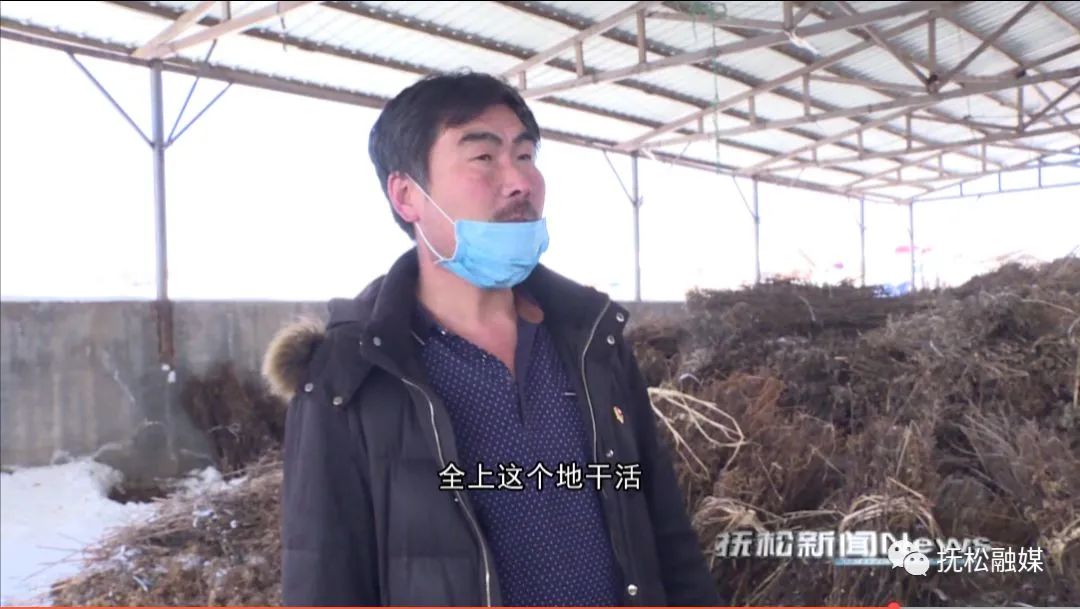 抚松县泉阳镇黑木耳返魂草滞销请您助力脱贫