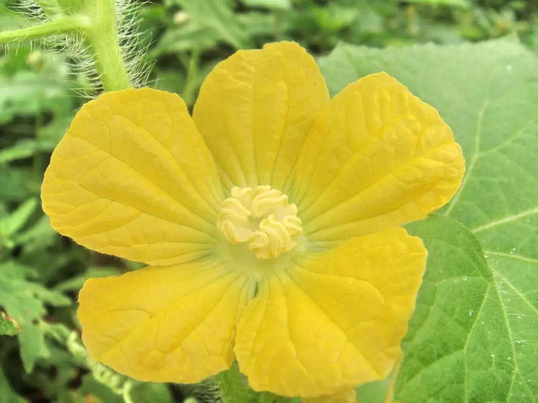 黄瓜花  完全花:有些花像油菜花一样,由萼片,花瓣,雄蕊,雌蕊四部分