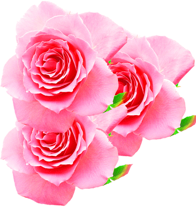 今日3.8女人节,送天下女人388朵玫瑰花!太美了!