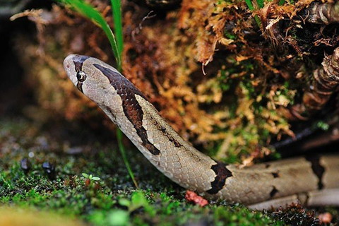 蛇属相今年多少岁 49e15139b1894ac4980ba4fc1280d952.jpeg