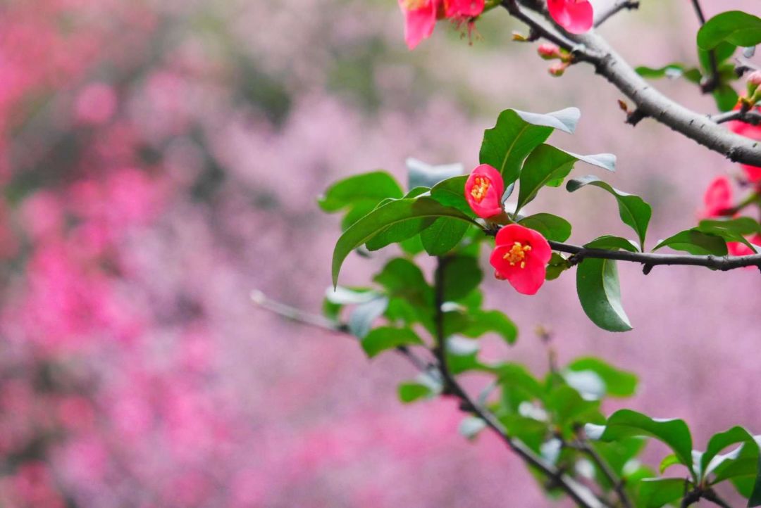 绿肥红瘦-海棠花摄影:秒飞诗情画意-红李花摄影:秒飞灼灼其华-桃花