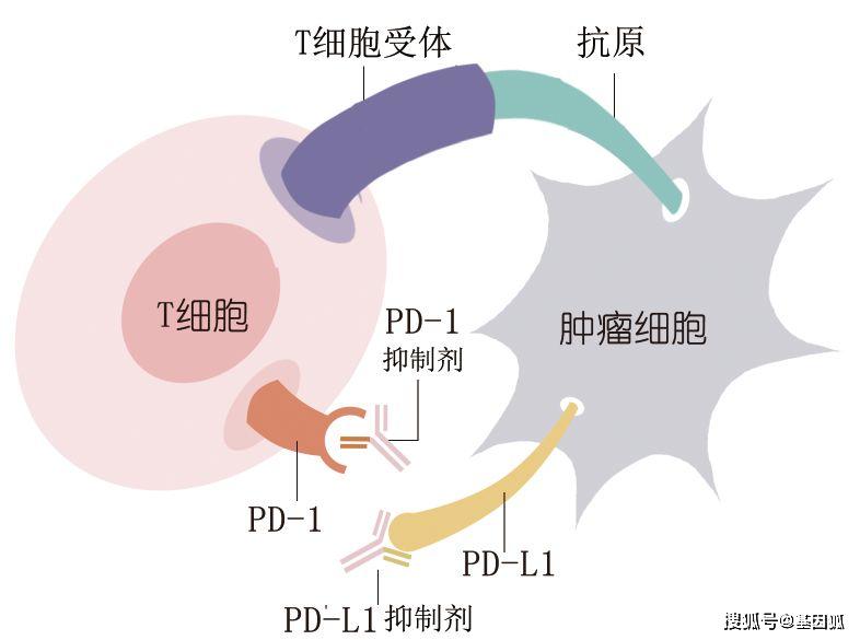 原创抗肿瘤新招pd1pdl1免疫抑制剂抗肿瘤原理