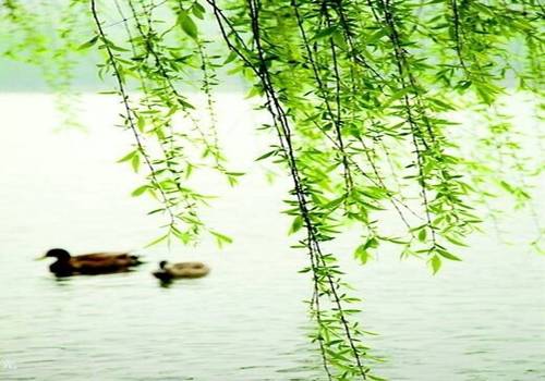 杨柳依简谱