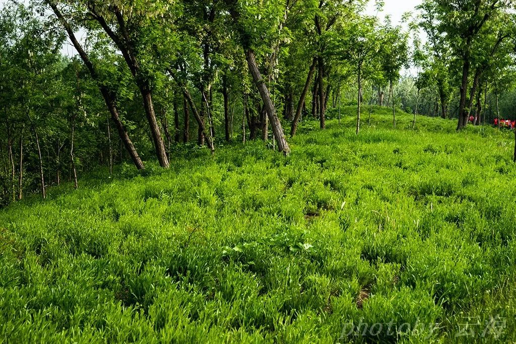 漫行潍坊北辰绿洲湿地公园