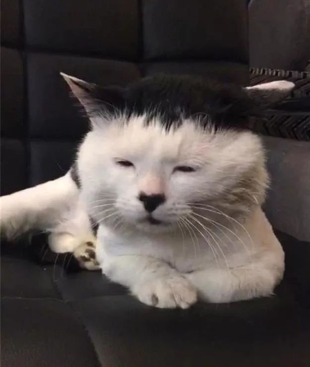 发现丑的猫都有一个特点长得像人