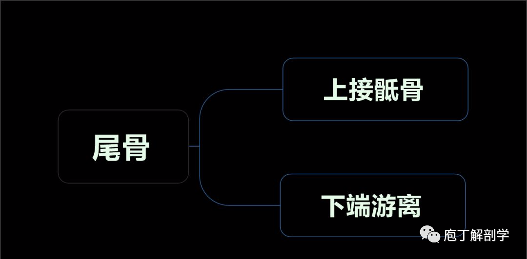 骶尾椎形态特点