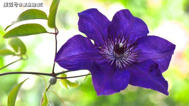 射手座回头表现 8a76c43cbd704573821d8335a2639500.jpeg