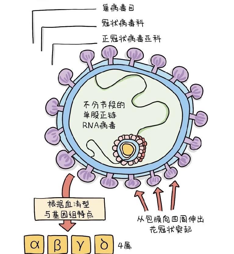 新型冠状病毒感染的肺炎在免疫功能低下和免疫功能正常人群均可发生