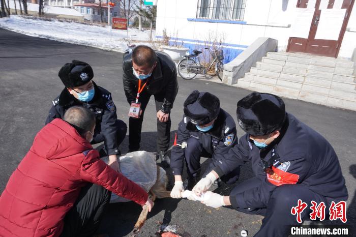 中国最冷小镇：傻狍子下山觅食被困众人齐心救助