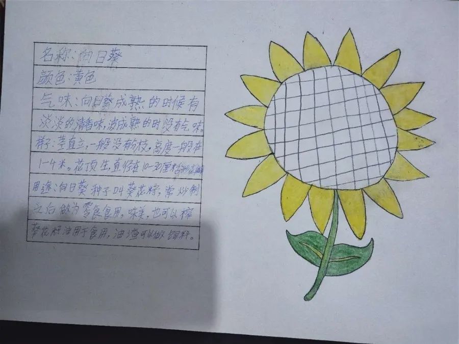 丰翼小学我的植物名片记三年级语文教学活动