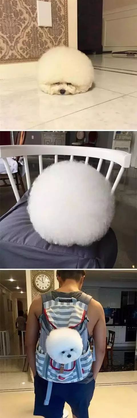 10种全世界最圆的动物