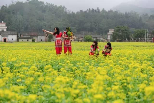 油菜花海免费看 | 有阵子不见,惠州那么多花海,还是它们最漂酿!