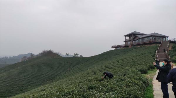 "3月6日,信阳市浉河区浉河港镇稳臻茶坊负责人周子月向记者说道.