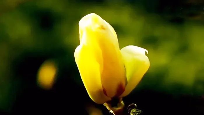 欣赏二胡名曲《春天的歌》唯美的视听享受!