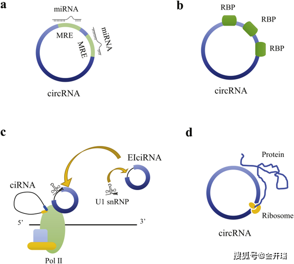 CircRNA（circular RNA，环状RNA）详解_研究