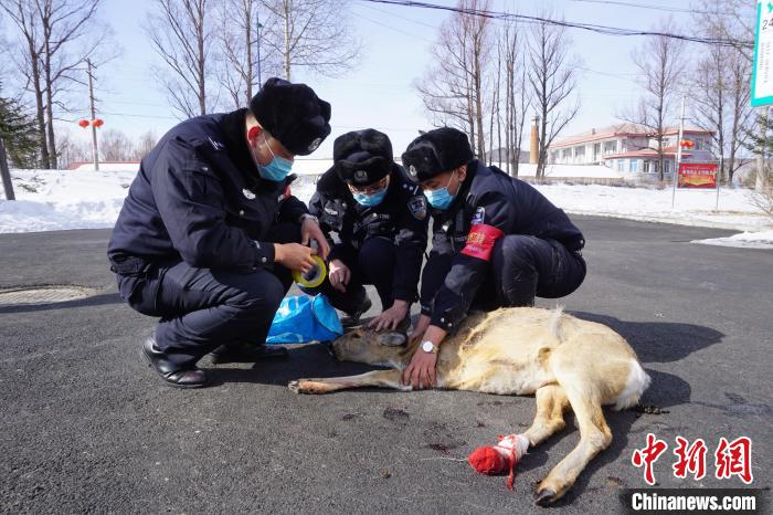 中国最冷小镇：傻狍子下山觅食被困众人齐心救助