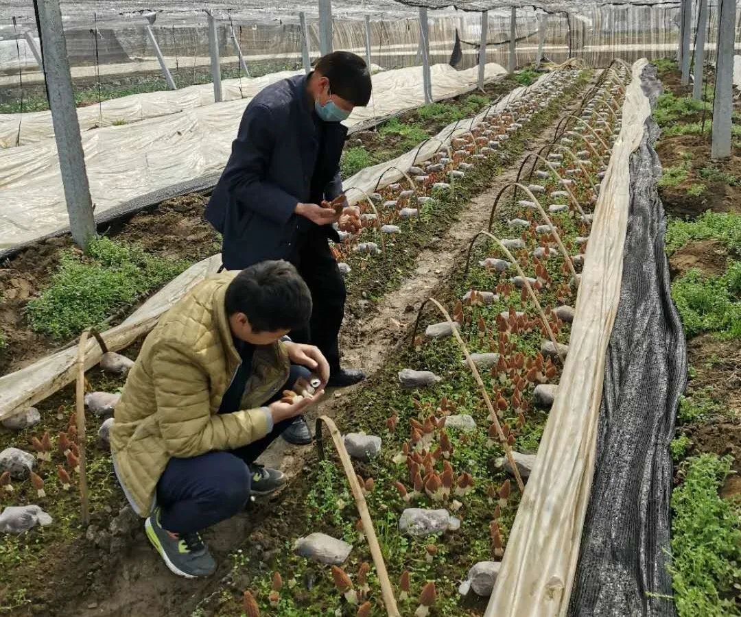 在原来的基础上实行弥猴桃果菌间作种植,有效的利用土地资源