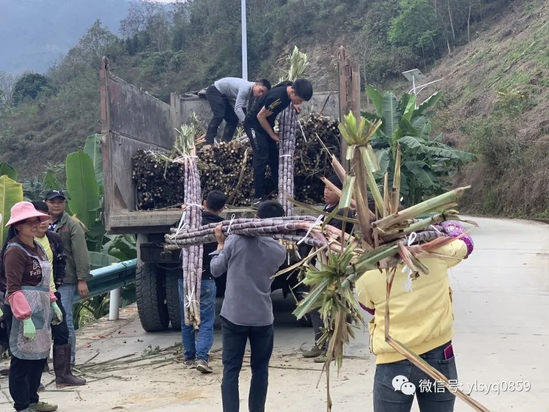 甘河村村主任韦代龙介绍,受疫情影响,前段时间村里的甘蔗都运送不出去