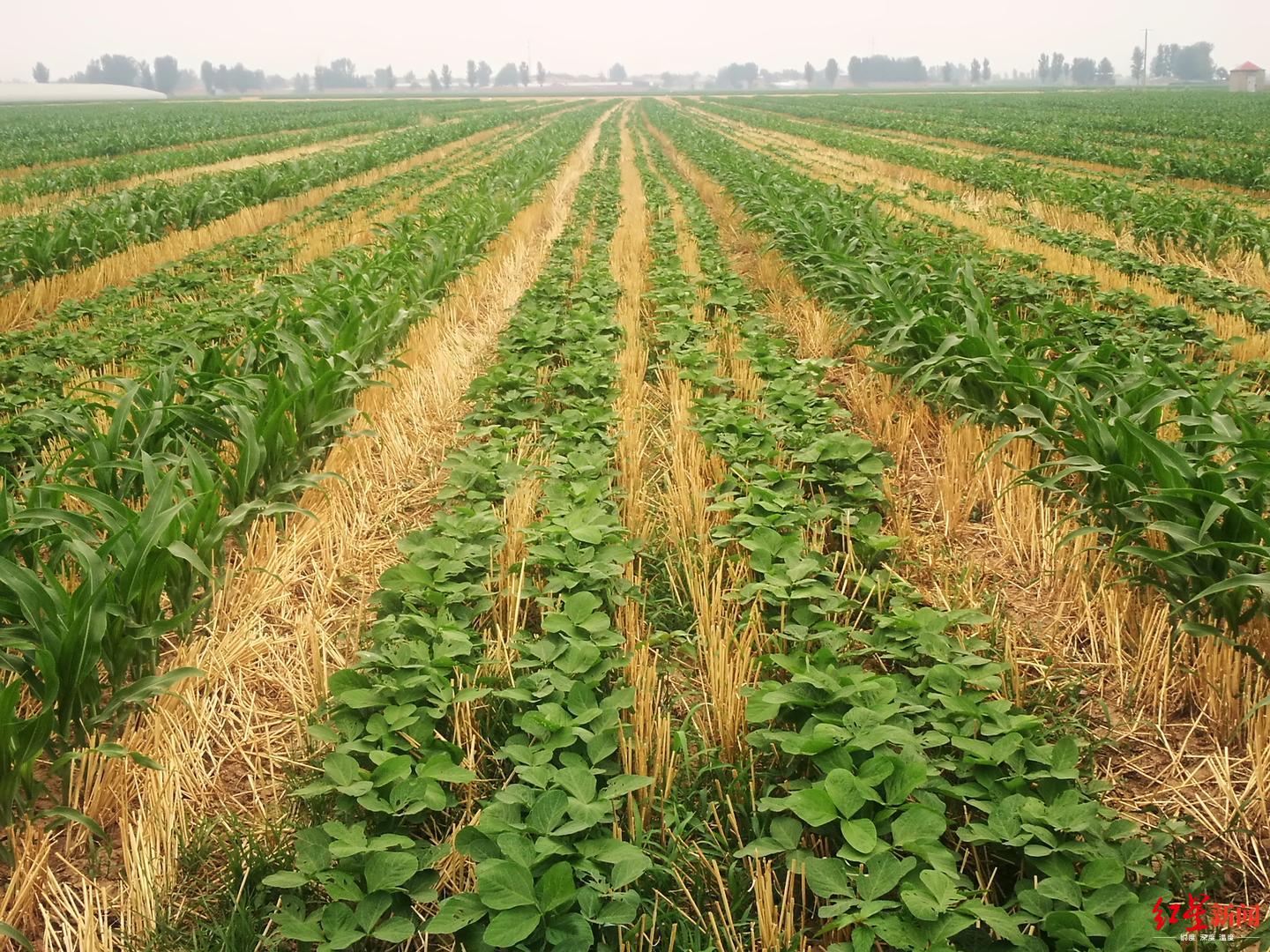 玉米大豆间作农户增收节本川农团队这项技术写进中央一号文件