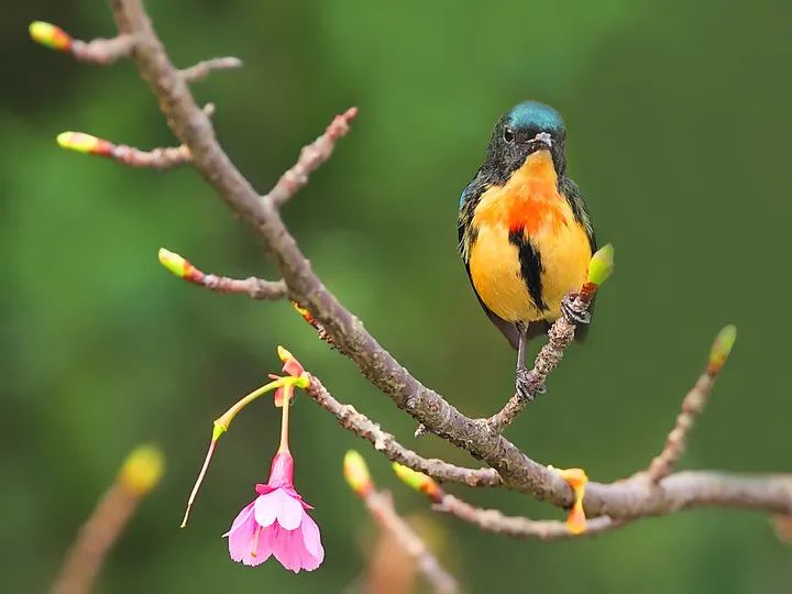 《春晓》