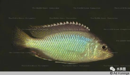 [水族生物] 三湖慈鲷马鲷之corematodus(18)_公鱼