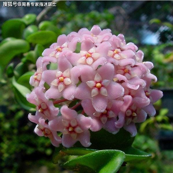 属猪人运势:2020年9月份运势