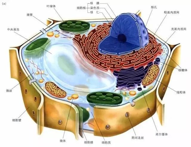 植物细胞亚显微结构图