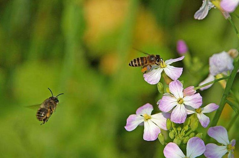 【诗词鉴赏】春天诗词里的蜜蜂,让你感受春天的美好!