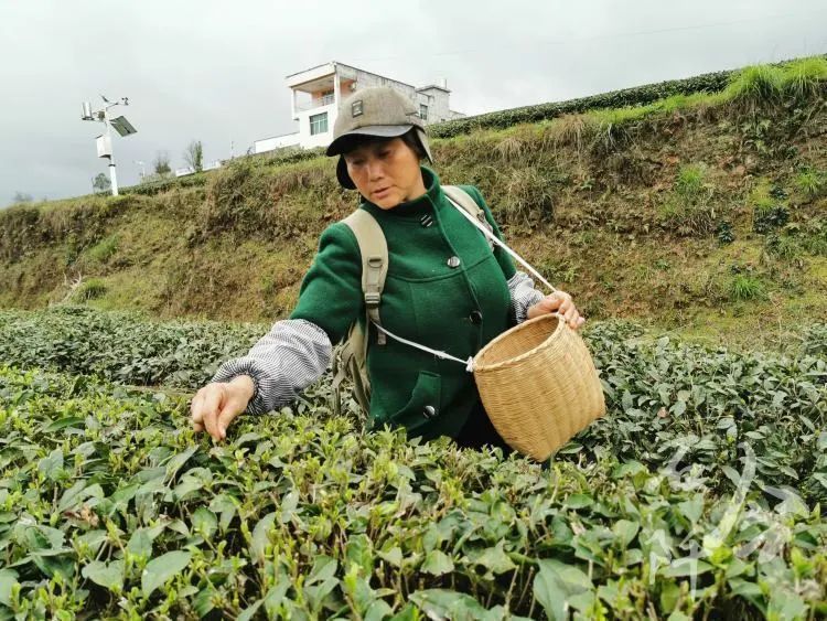 巾帼风采—为石阡各行各业女性点赞_易秉荣