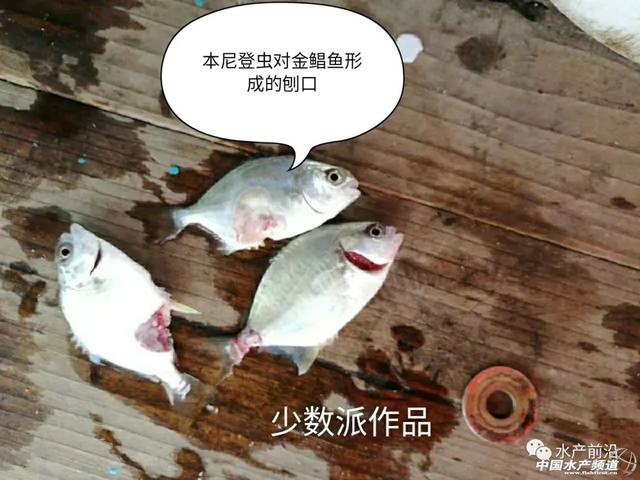广东广西福建海水鱼养殖户要高度警惕本尼登虫