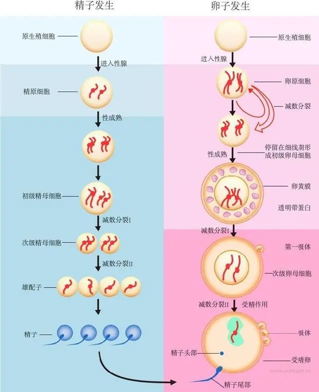 卵細胞 分裂 受精