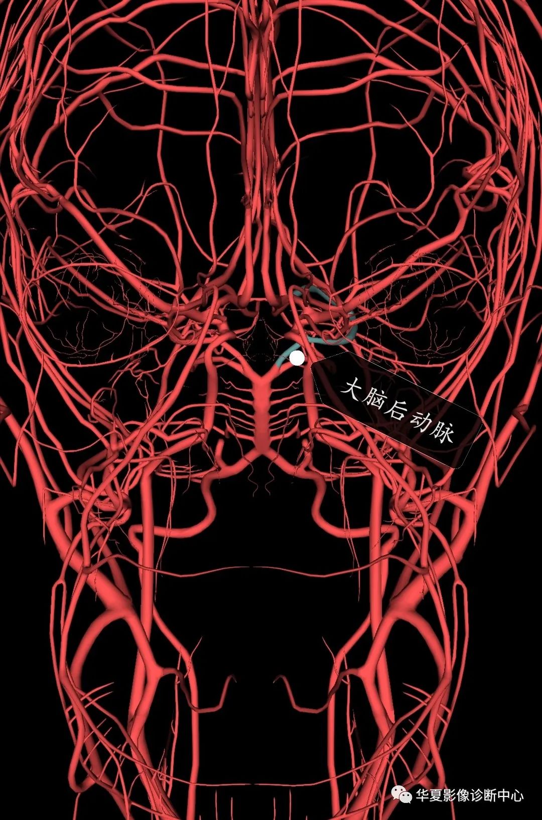大脑动脉环(willis circle)大脑动脉环由成对的大脑前动脉交通前段