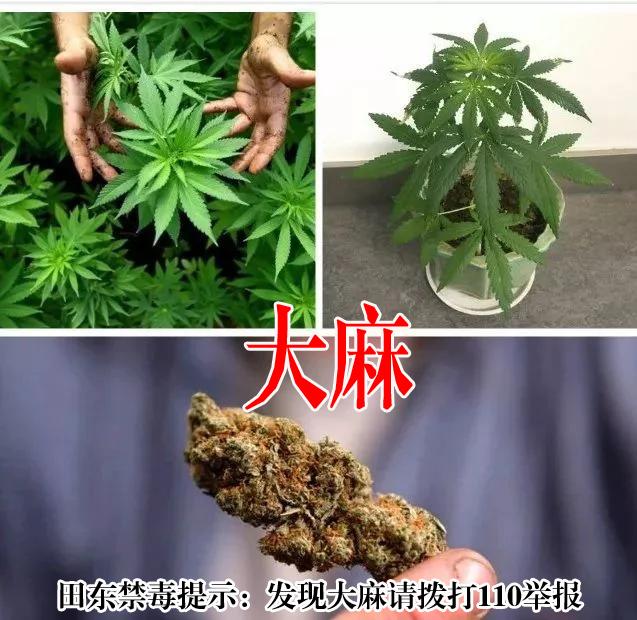 发现这些"花草"立刻拨打110_罂粟