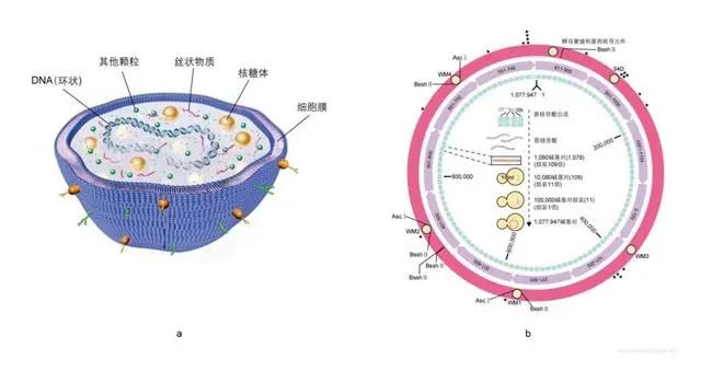 支原体细胞模式图(a)和人工合成的支原体基因组(b)