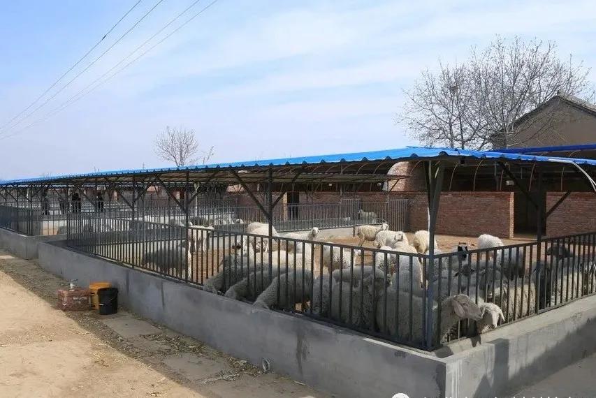 建设合法养羊场必走的六大流程