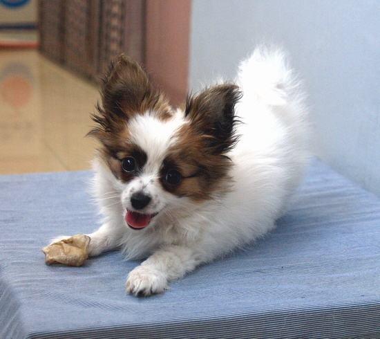 虽然胆小,但我家蝴蝶狗成年后却爱挑衅其他犬,爱冲路过的狗吠叫,一副"