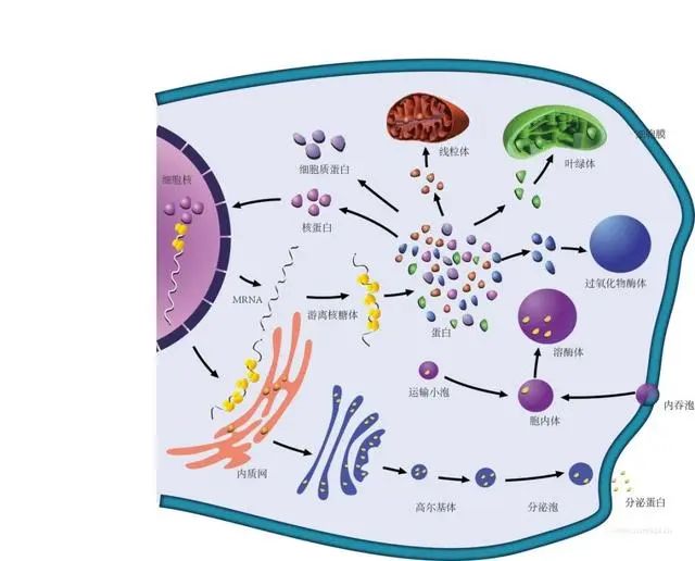 细胞内的蛋白质合成与运输
