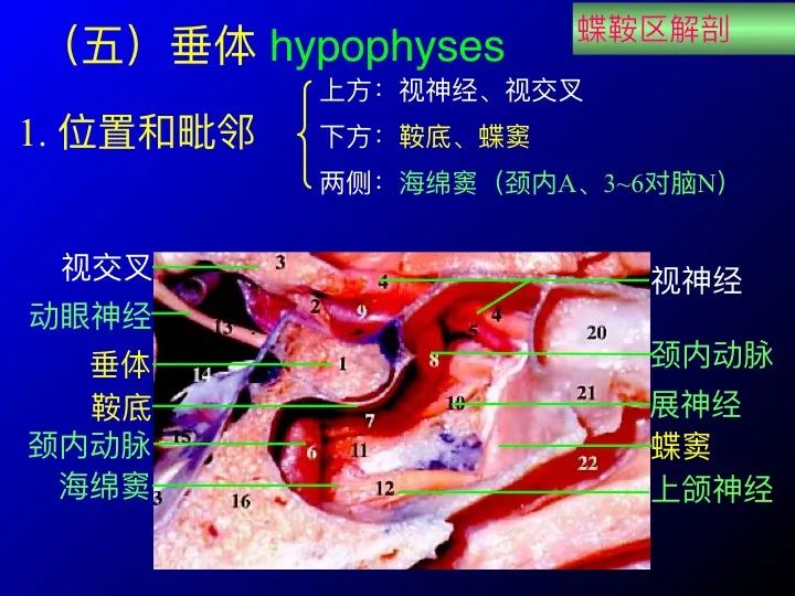 【推荐】鞍区应用解剖 断层解剖图谱