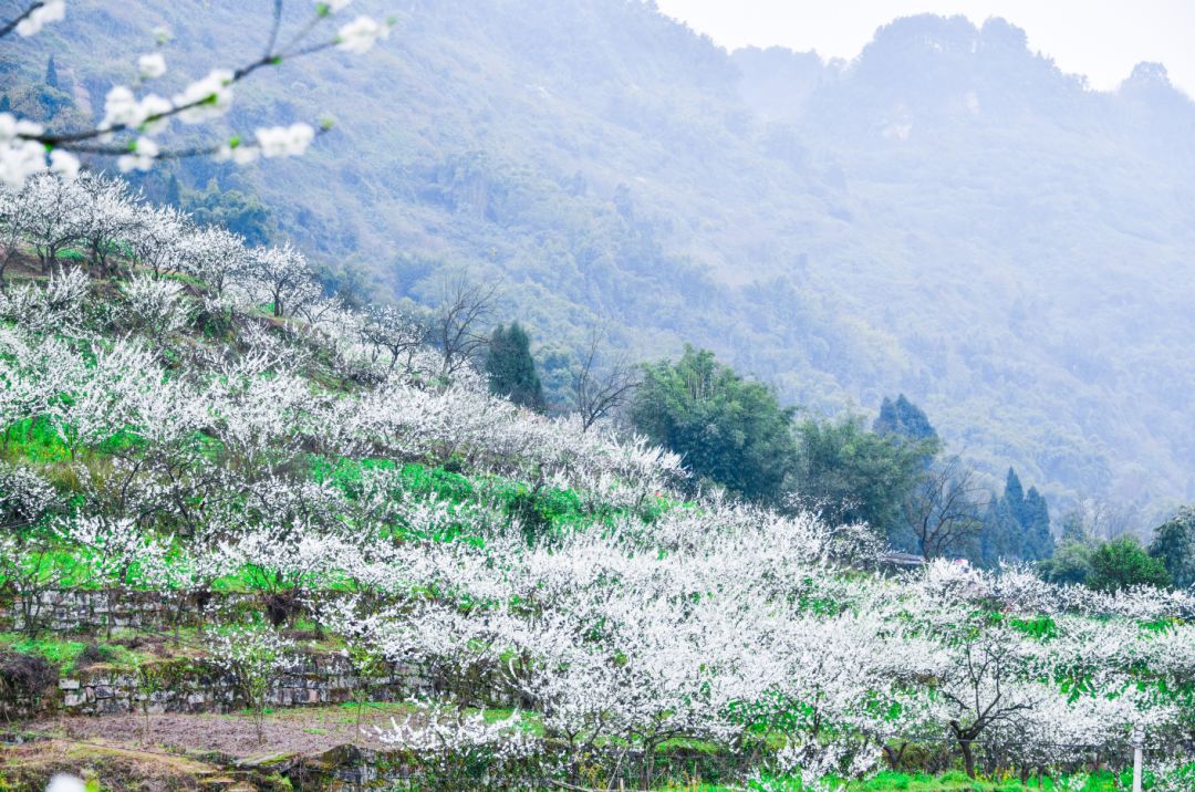 杜市镇太公山上"白雪皑皑"_江津