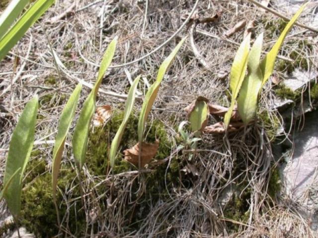 岩石上的"1种野草",有30厘米高,人称"石苇",有价值,珍贵