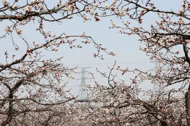 洛阳市区游玩踏青好去处五龙沟几千亩杏花盛开