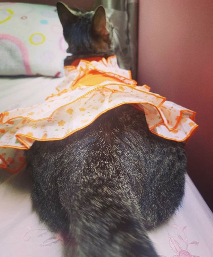 猫穿上衣服后，竟诞生了新品种：长颈猫！