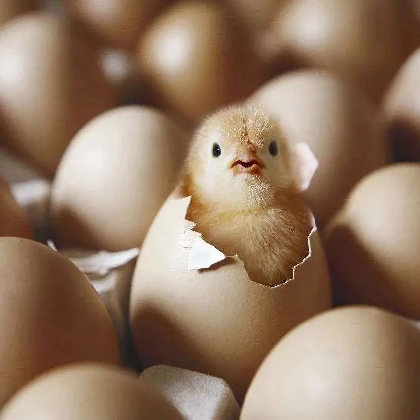 缪陆峰从小鸡靠自己的力量,冲出蛋壳屏障,想到自己必须在生活中不断