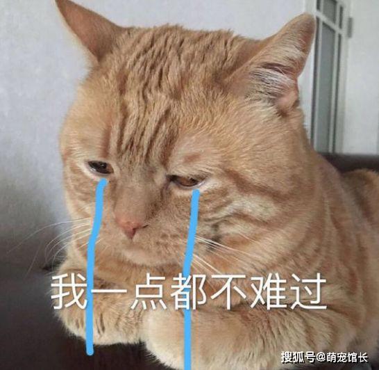 天生愁眉苦脸的橘猫表情包,忧愁的样子好萌