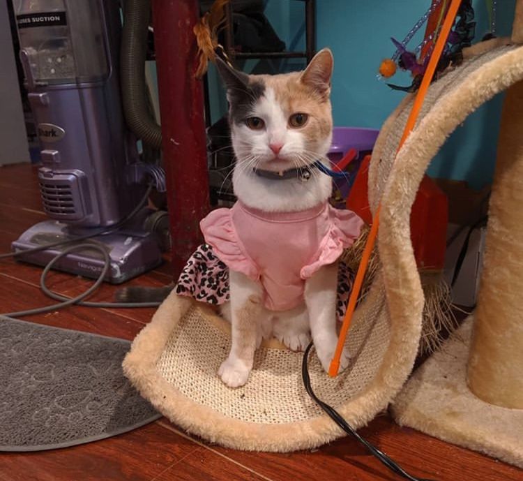 猫穿上衣服后，竟诞生了新品种：长颈猫！