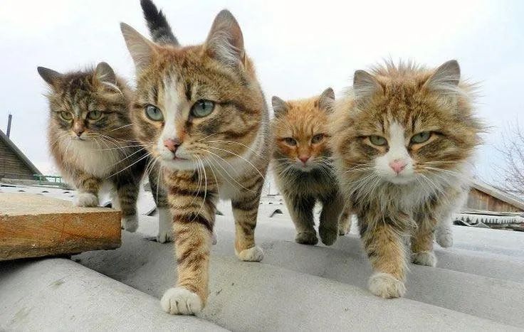 网友在街头偶遇了流浪猫军团…