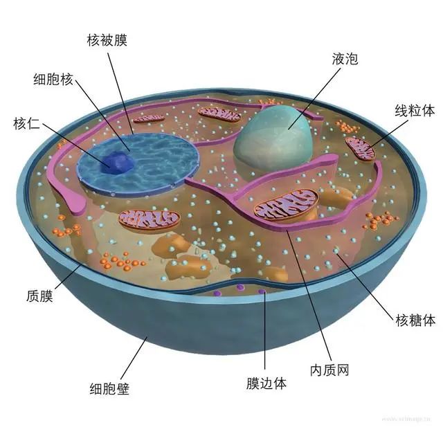 中学生物备课美图(二)_细胞
